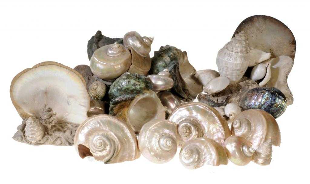 Appraisal: MRS RENSHAW'S COLLECTION OF SHELLS mainly Turbo shells in two