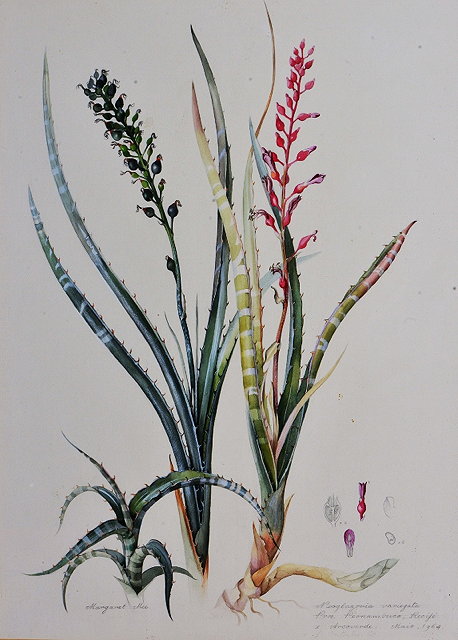 Appraisal: Margaret Mee British - Neoglazaria Variegata signed titled and dated