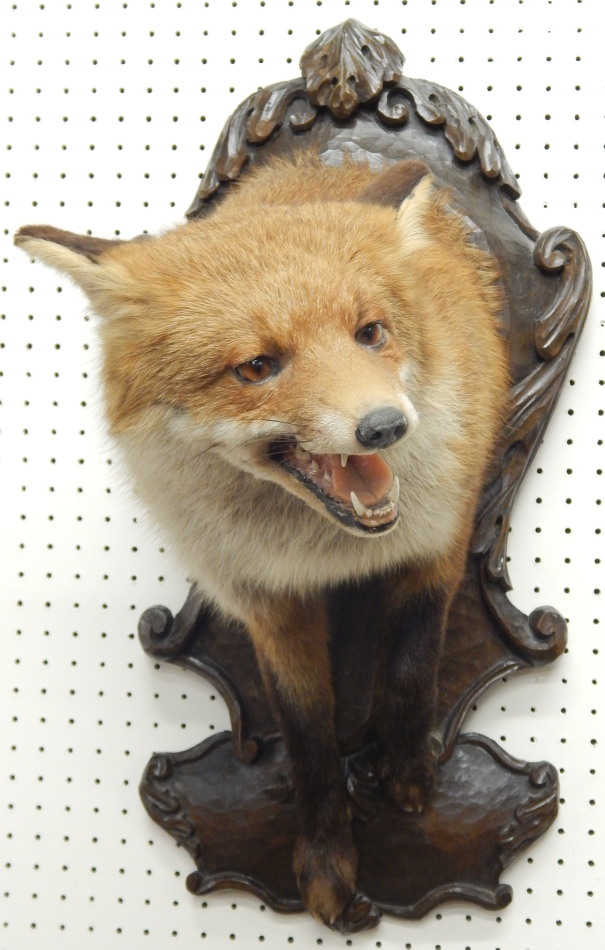 Appraisal: A taxidermied fox head neck and shoulders and forelegs on