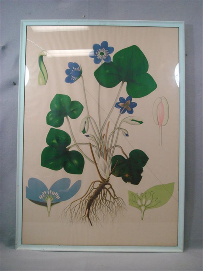 Appraisal: colored floral lithographic plates by Warming Balslev and Mentz published