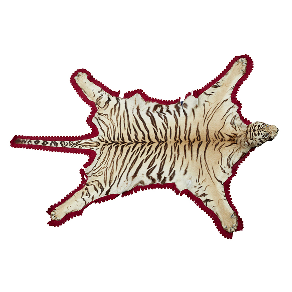 Appraisal: YTAXIDERMY TIGER SKIN POSSIBLY BY ROWLAND WARD CIRCA S with