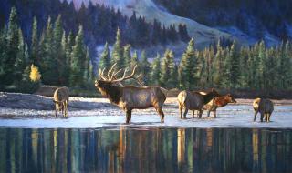 Appraisal: Call of the Wild by Linda Besse Linda Besse -