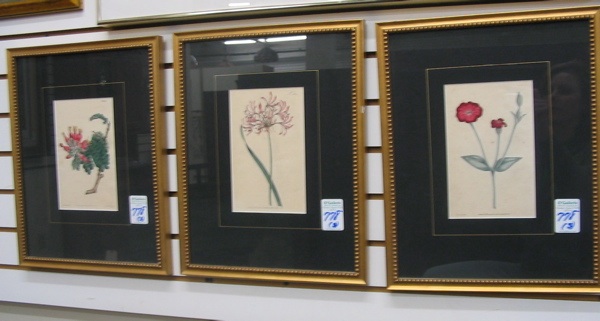 Appraisal: THREE HAND COLORED BOTANICAL ENGRAVINGS dated Each approximately in by