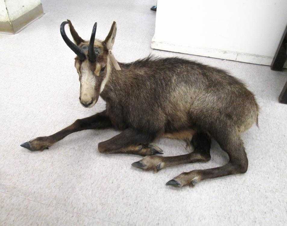 Appraisal: CHAMOIS TAXIDERMY MOUNT Rupicapra spp a goat-antelope genus native to