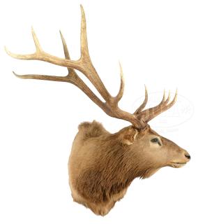 Appraisal: LARGE ELK TROPHY MOUNT LARGE ELK TROPHY MOUNT Mid- th