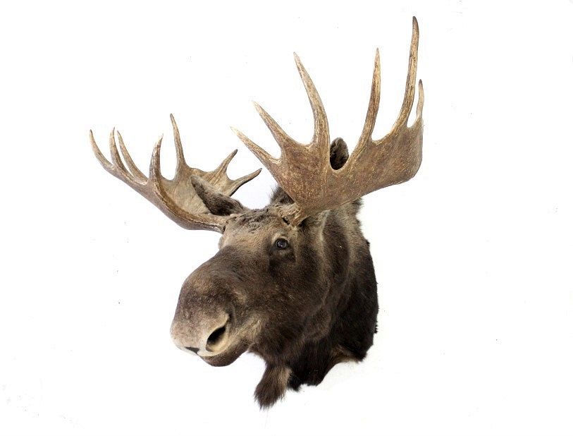 Appraisal: Montana Trophy Shiras Moose Shoulder Mount For your consideration is