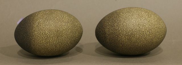 Appraisal: Two emu eggs