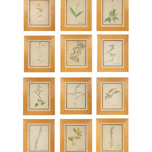 Appraisal: Eighteen Botanical Watercolors th Century x inches Property from the