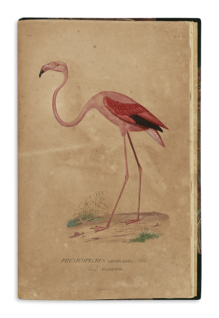 Appraisal: BIRDS D'Orbigny Alcide Dessalines and Sagra Ramon de la Historia