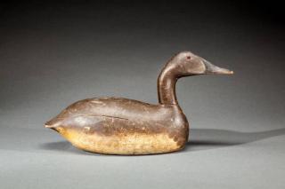 Appraisal: Canvasback Hen Midwestc This high-head decoy exhibits lightly carved bill