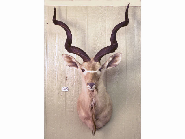 Appraisal: Kudu trophy mount Estimate -