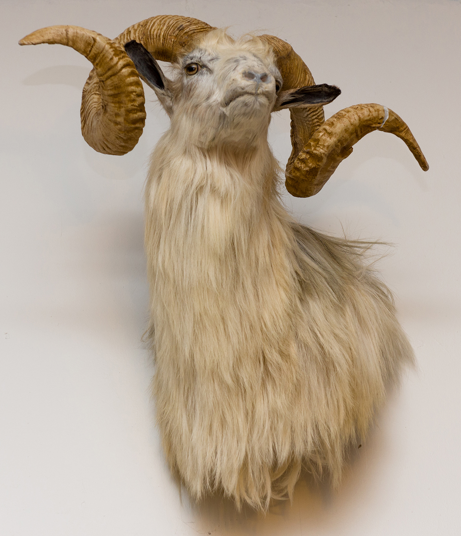 Appraisal: A TAXIDERMIED WHITE BUCK right horn all faults h x