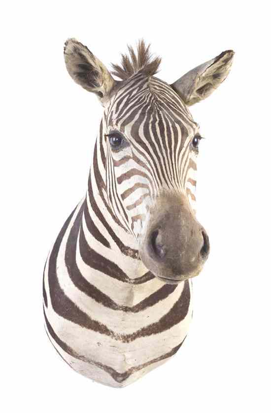 Appraisal: A Taxidermy Zebra Shoulder Mount Height inches