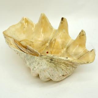 Appraisal: Giant Natural Clam Shell Giant Natural Clam Shell Original condition