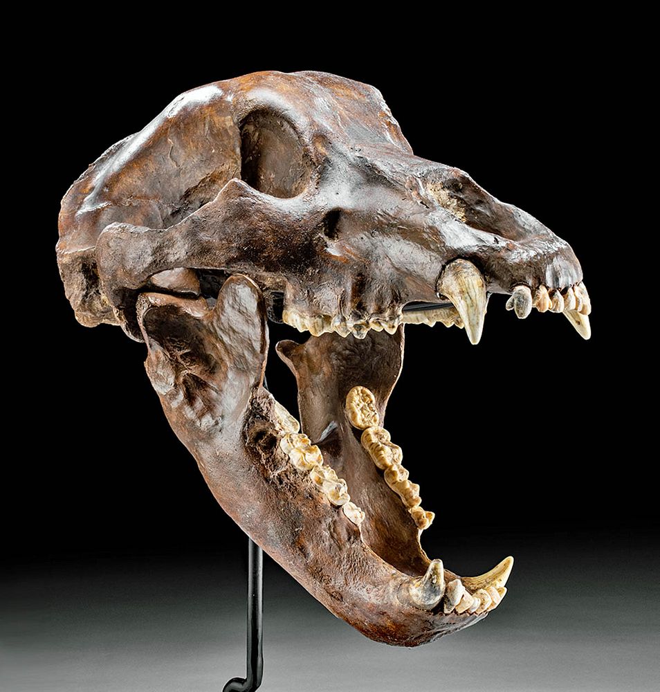 Appraisal: Stunning Fossilized Pleistocene Cave Bear Skull Ancient Europe France Pleistocene