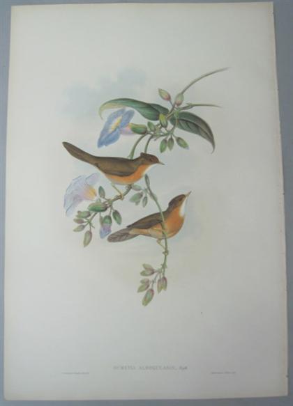 Appraisal: pieces Hand-Colored Lithographs Gould J E Sharpe Richard White-Tailed Stone-Chat