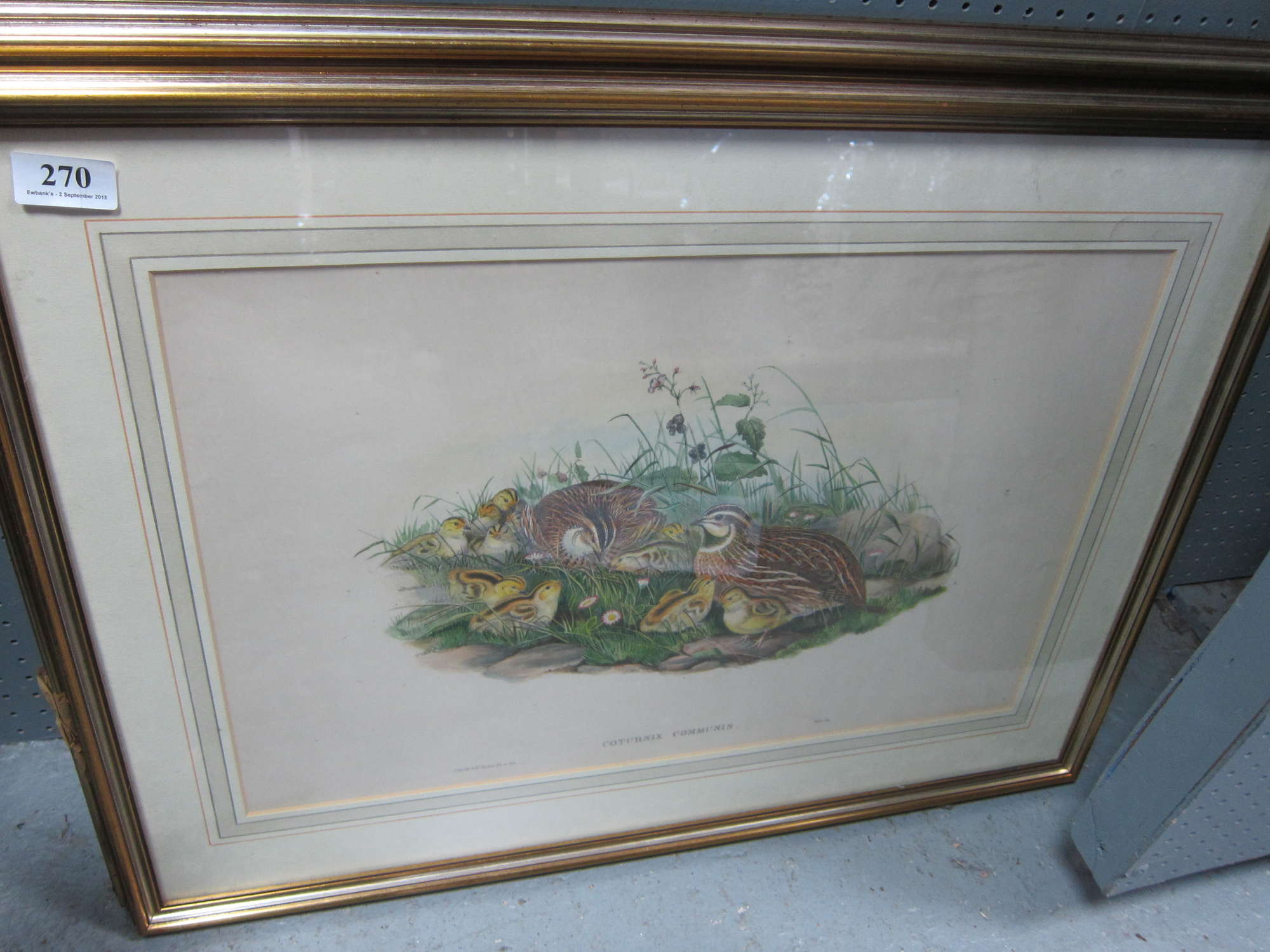 Appraisal: J Gould and H C Ritcher Four hand coloured lithographs