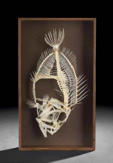 Appraisal: Elegant French Shadowboxed White Piscine Skeleton by Charles Cornette dated