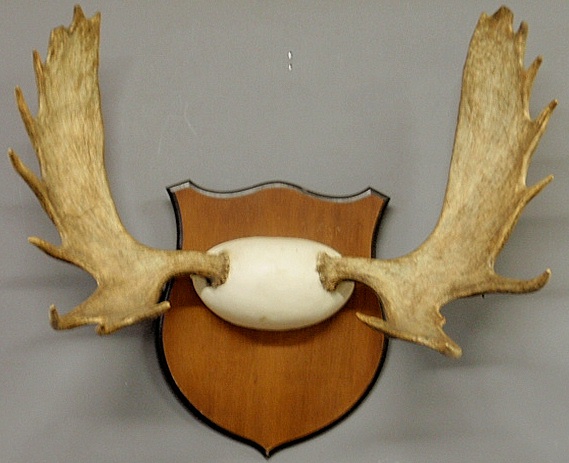 Appraisal: - Large moose antler rack mounted on a mahogany shield-form