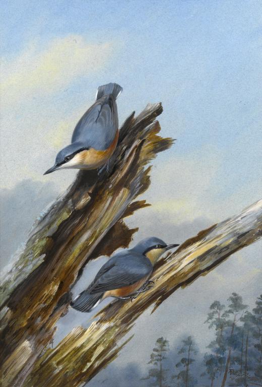 Appraisal: PHILIP RICKMAN - THE FORESTER'S FRIEND-NUTHATCHES signed pencil and watercolour