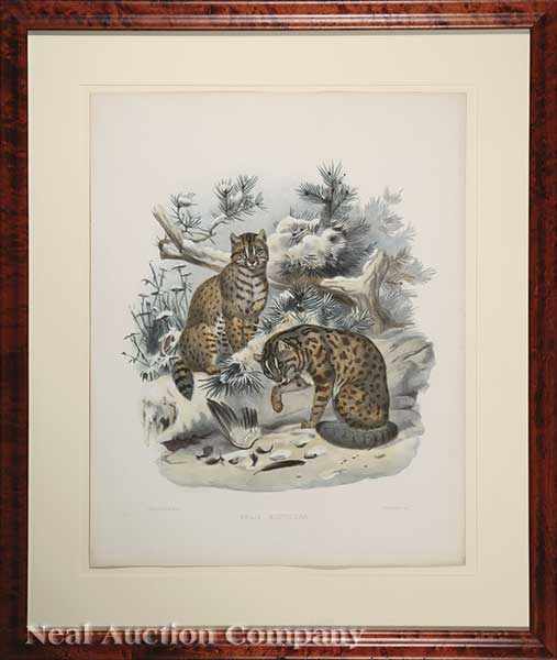 Appraisal: Daniel Giraud Elliot - The Bushy-Tailed Red-Spotted Cat and The