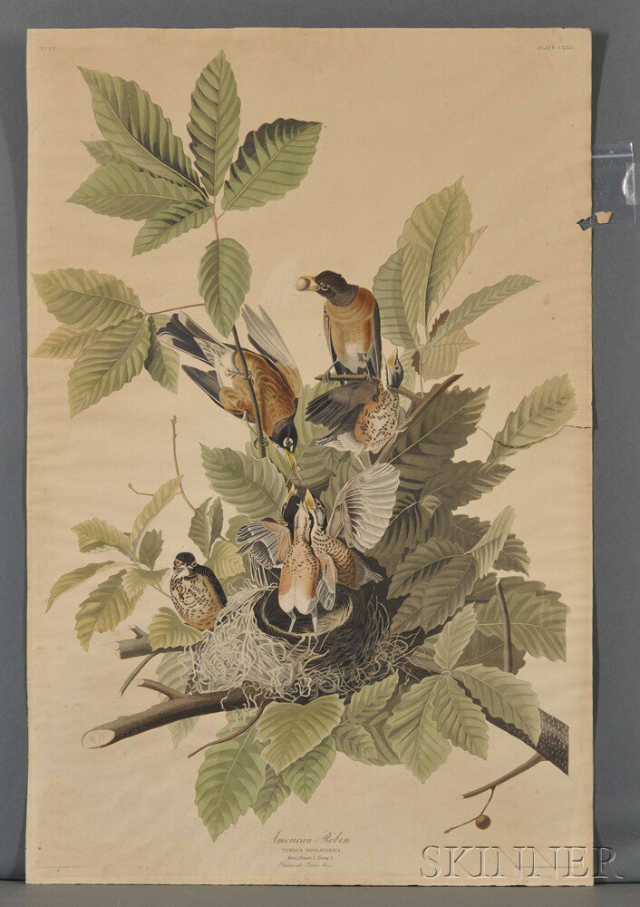 Appraisal: Audubon John James - American Robin Plate CXXXI from Birds