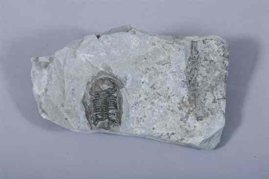 Appraisal: TRILOBITE New York State Nicely prepared in matrix