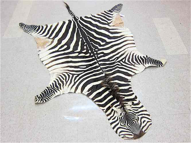 Appraisal: AFRICAN ZEBRA SKIN FLOOR RUG no backing overall dimensions of