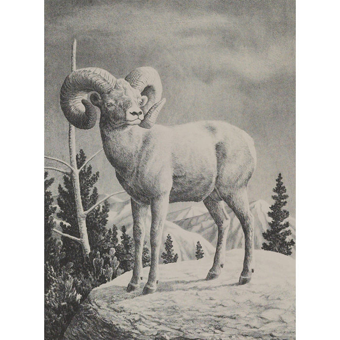 Appraisal: William Wind McKim American - Bighorn Ram c lithograph x