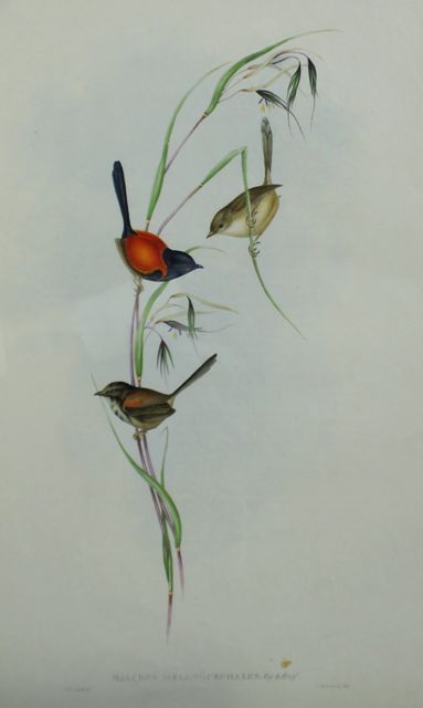 Appraisal: Black-headed Wren Malurus Melanocephalus Lithograph by Elizabeth Gould Small mark