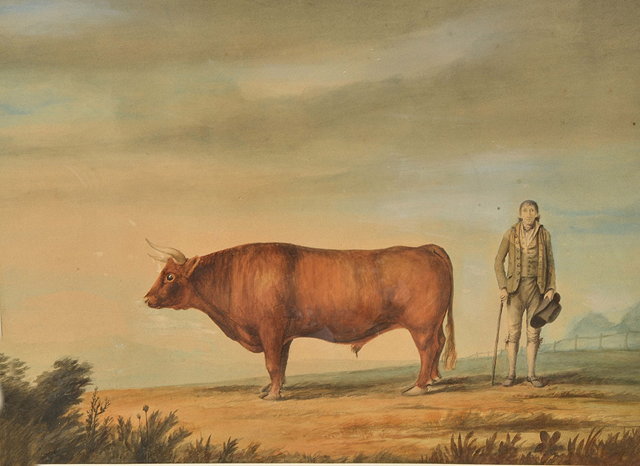 Appraisal: ANNABELLA NORFORD TH TH CENTURY 'The Wanlip Bull' watercolour in