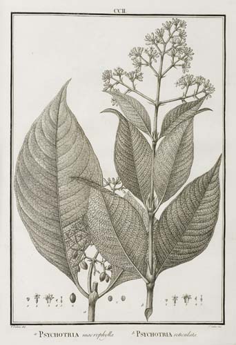 Appraisal: BOTANICAL Ruiz Lopez Hippolyto and Pavo Jose Flora Peruviana et