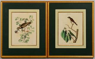 Appraisal: Pr Mark Catesby Colored Engravings Pair of Mark Catesby colored