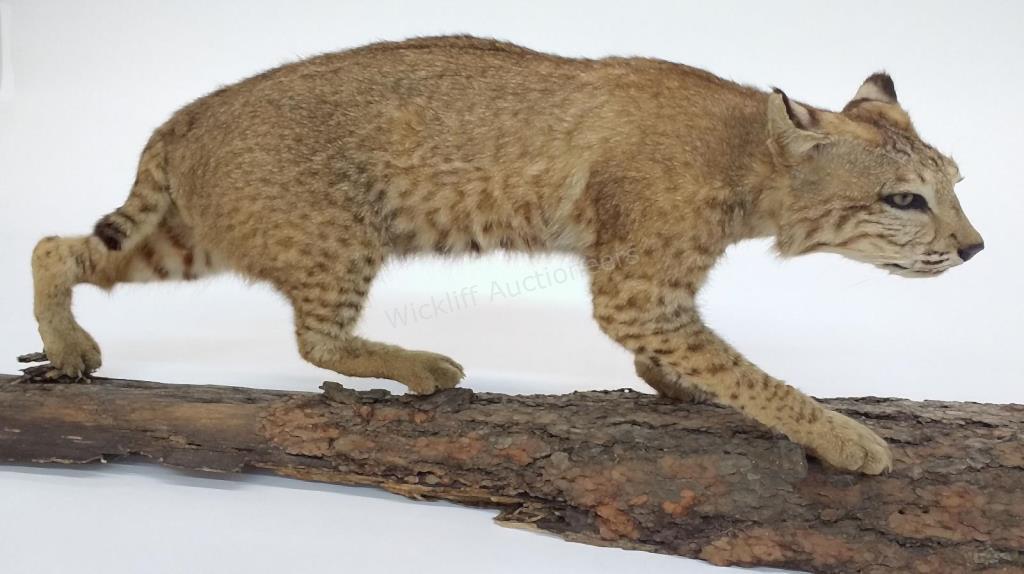 Appraisal: A taxidermy mount full body bobcat mounted on tree bark