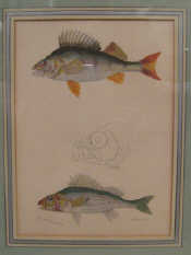 Appraisal: Three fine French engravings of fish each approx x cm