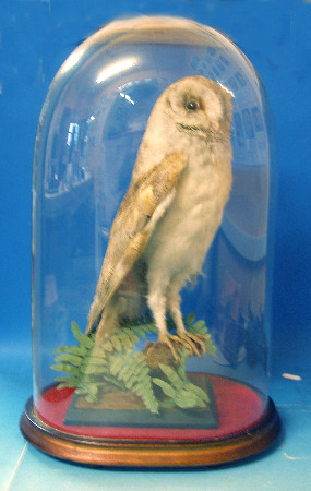 Appraisal: A Taxidermery Barn Owl In Glass Case Overall Height cm