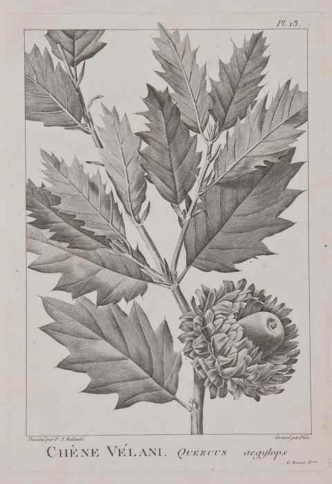 Appraisal: small mixed group of botanical and natural history plates A