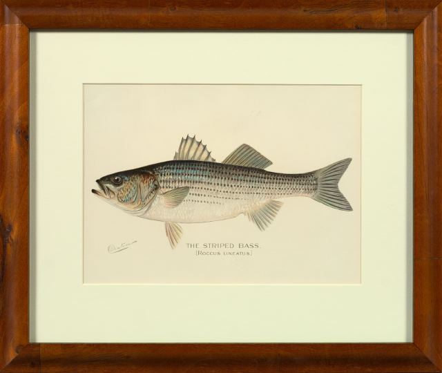 Appraisal: After Sherman Denton American - Fish suite of five chromolithographs