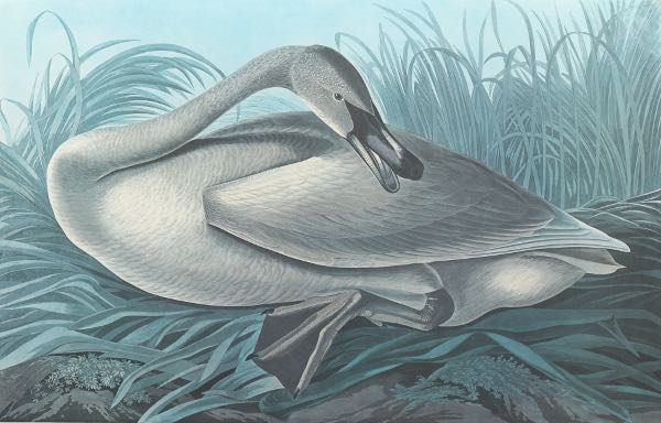 Appraisal: JOHN JAMES AUDUBON AMERICAN - x sight size Trumpeter Swan