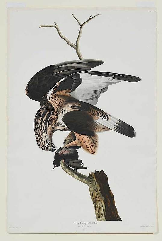 Appraisal: John James Audubon New York - Rough legged Falcon Pl