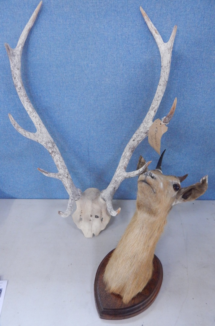 Appraisal: A pair of deer antlers from a deer shot by