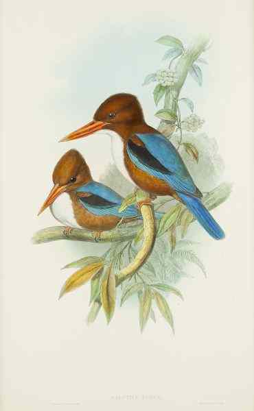 Appraisal: Gould and Richter ''Halcyon Fusca''hand colored lithograph English from ''Birds