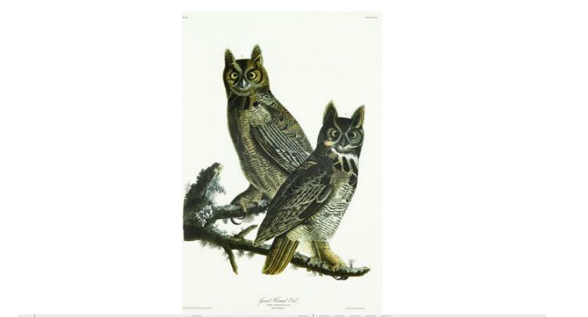 Appraisal: pieces Audubon John James Great Horned Owl Fox-Colored Sparrow Golden-Winged