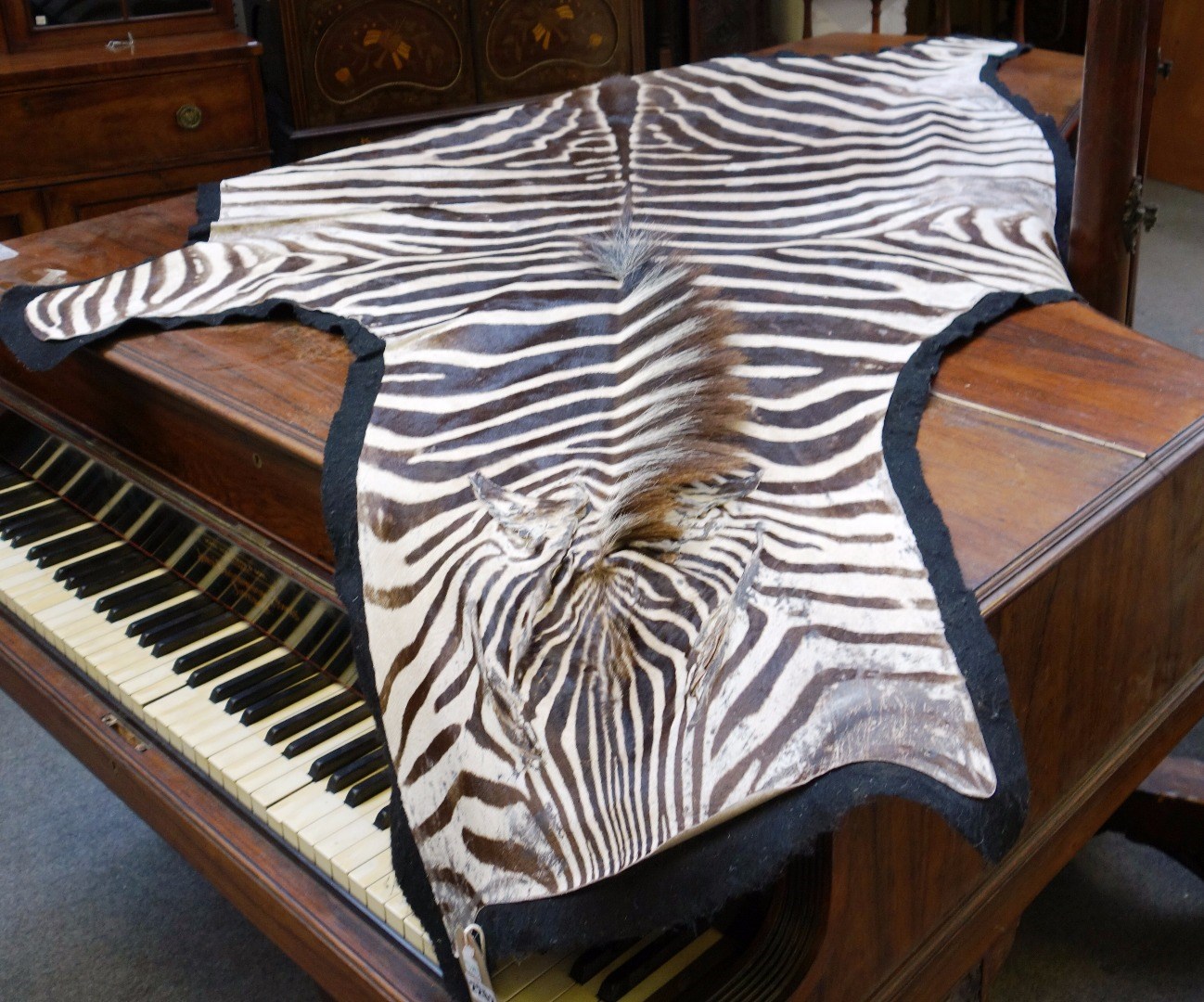 Appraisal: Taxidermy a zebra skin rug with black linen backing cm