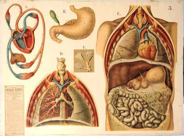 Appraisal: THREE GERMAN MEDICAL POSTERS one depicting the eye x one