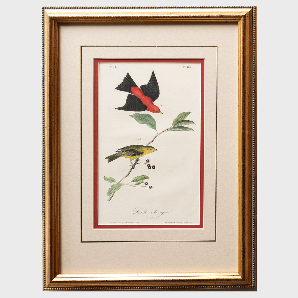 Appraisal: After John James Audubon - Scarlet Tanager Lithograph in black