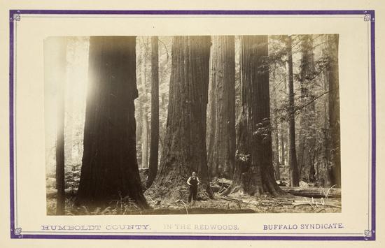 Appraisal: CALIFORNIA Redwood and Lumbering in California Forests San Francisco Edgar