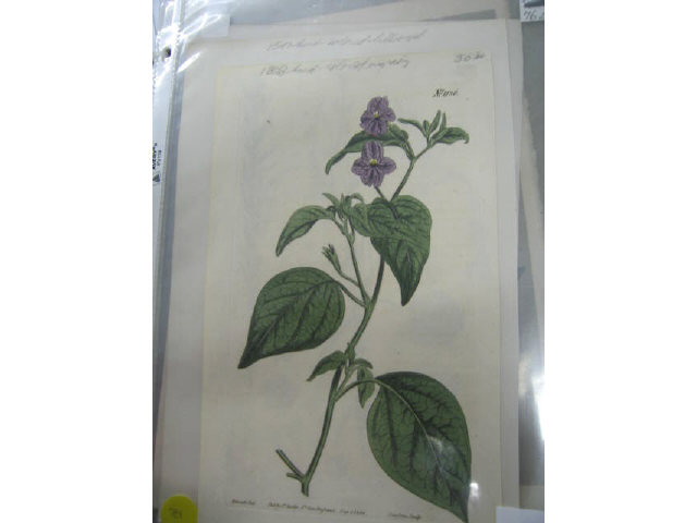 Appraisal: Lot of Botanical Engravings Watercolors