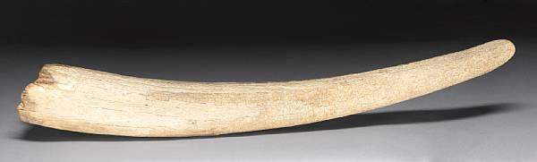 Appraisal: Walrus Tusk Odobenus rosmarus Cold Artic seas of the Northern