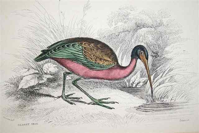 Appraisal: A COLLECTION OF ORNITHOLOGICAL AND NATURAL HISTORY ENGRAVINGS hand-coloured all